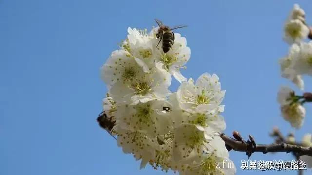 汉中西乡樱桃花已开,这个周末可以去逛逛了!!
