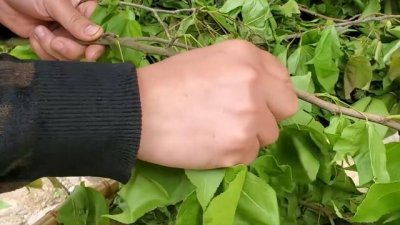 当柴烧的枫叶,在广西能卖钱,一把3元,它的作用只有广西人才懂