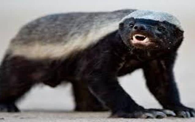 蜜獾的生存能力真有那么强吗?