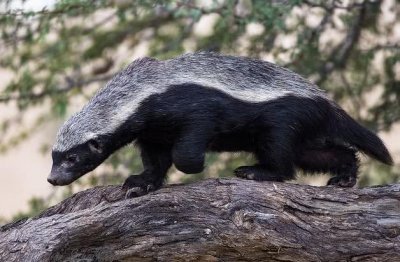 蜜獾的生存能力真有那么强吗?