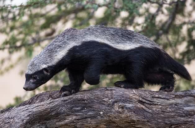 蜜獾的生存能力真有那么强吗?