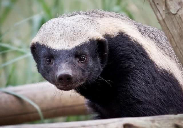 蜜獾的生存能力真有那么强吗?