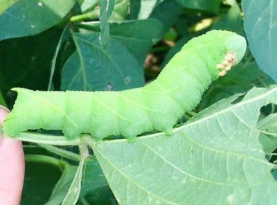 养殖豆青虫和黄粉虫,投入100斤虫种需要多少成本?养殖赚钱吗