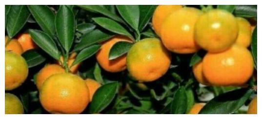 桔子和柑子傻傻分不清?别担心,牢记这4点,轻松辨别出来