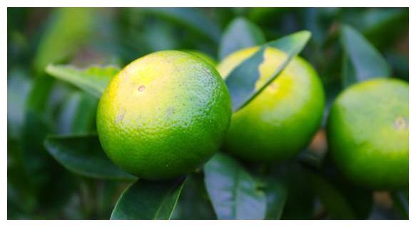 桔子和柑子傻傻分不清?别担心,牢记这4点,轻松辨别出来