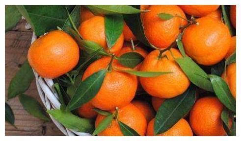 桔子和柑子傻傻分不清?别担心,牢记这4点,轻松辨别出来