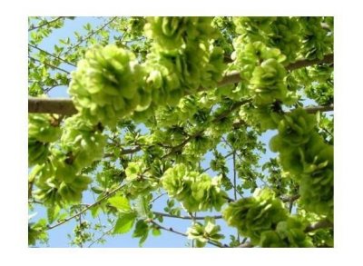 榆树花开又到吃榆钱的时候了,这7种吃法男女老少都爱不释口