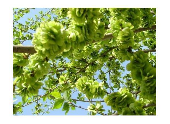 榆树花开又到吃榆钱的时候了,这7种吃法男女老少都爱不释口