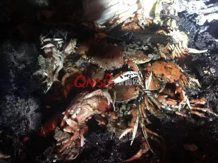 欲哭无泪!货车着火生蚝被烤熟 记者报道完发现是自家货