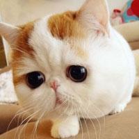 加菲猫在动画里见过,那现实中的加菲猫又是什么样子的呢?