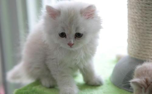 加菲猫在动画里见过,那现实中的加菲猫又是什么样子的呢?