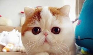 加菲猫在动画里见过,那现实中的加菲猫又是什么样子的呢?