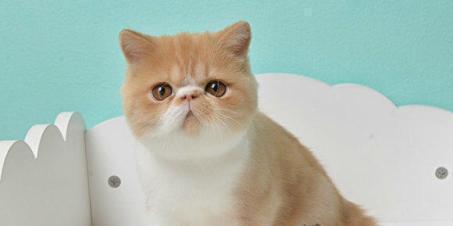 加菲猫在动画里见过,那现实中的加菲猫又是什么样子的呢?