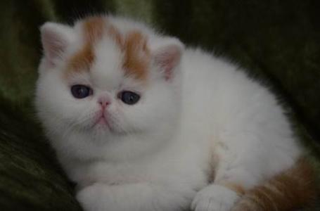 加菲猫在动画里见过,那现实中的加菲猫又是什么样子的呢?