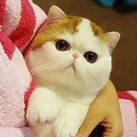 加菲猫在动画里见过,那现实中的加菲猫又是什么样子的呢?