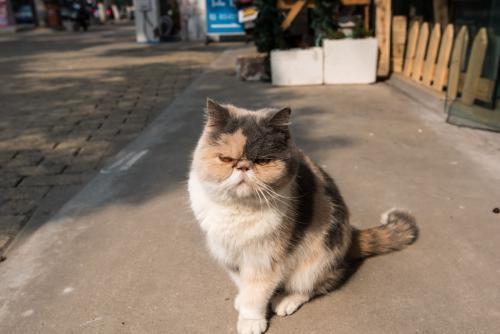 加菲猫在动画里见过,那现实中的加菲猫又是什么样子的呢?