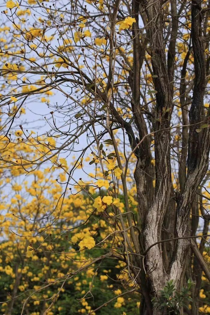 媲美荷兰的郁金香、刷爆朋友圈的黄金风铃木……就在佛山,等你来