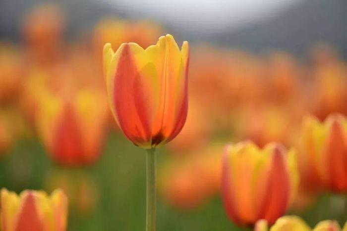 媲美荷兰的郁金香、刷爆朋友圈的黄金风铃木……就在佛山,等你来