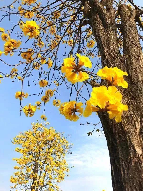 媲美荷兰的郁金香、刷爆朋友圈的黄金风铃木……就在佛山,等你来