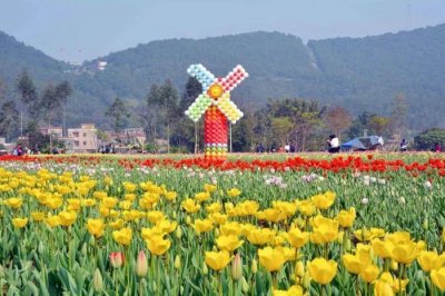 媲美荷兰的郁金香、刷爆朋友圈的黄金风铃木……就在佛山,等你来