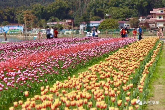 媲美荷兰的郁金香、刷爆朋友圈的黄金风铃木……就在佛山,等你来