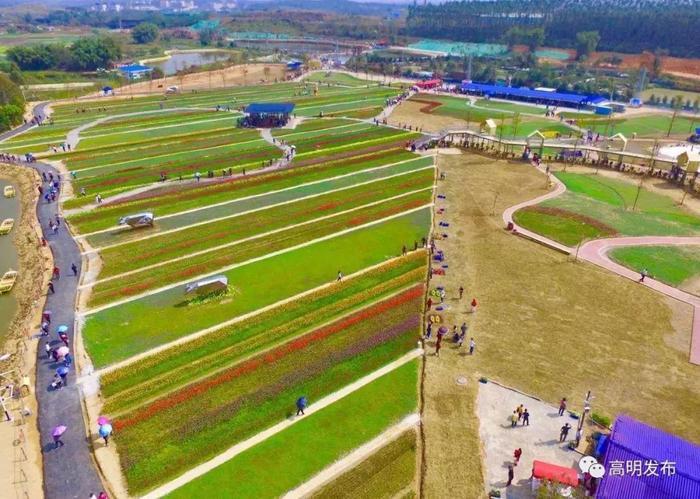 媲美荷兰的郁金香、刷爆朋友圈的黄金风铃木……就在佛山,等你来