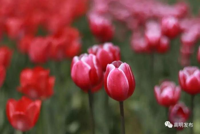 媲美荷兰的郁金香、刷爆朋友圈的黄金风铃木……就在佛山,等你来