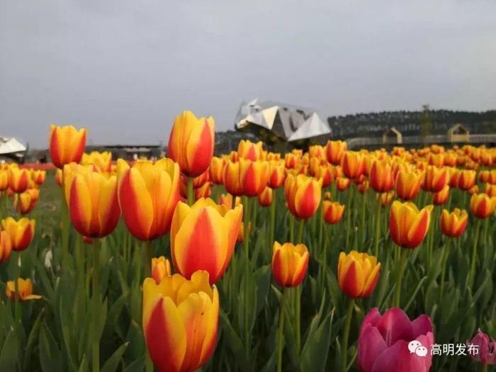 媲美荷兰的郁金香、刷爆朋友圈的黄金风铃木……就在佛山,等你来