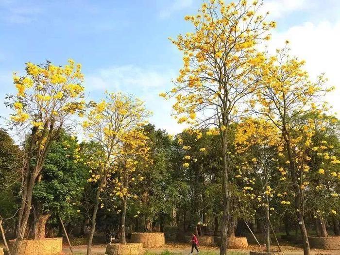 媲美荷兰的郁金香、刷爆朋友圈的黄金风铃木……就在佛山,等你来