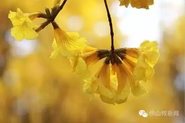 媲美荷兰的郁金香、刷爆朋友圈的黄金风铃木……就在佛山,等你来
