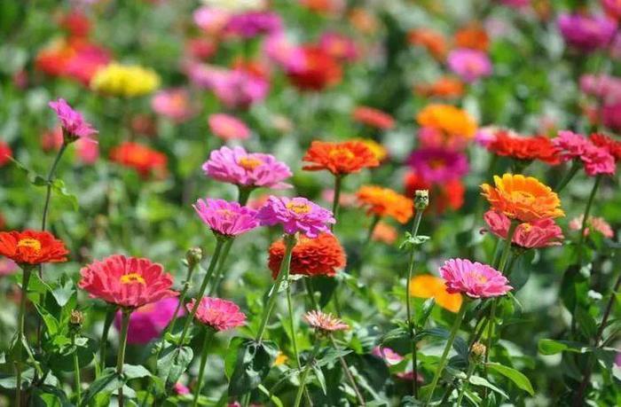 媲美荷兰的郁金香、刷爆朋友圈的黄金风铃木……就在佛山,等你来