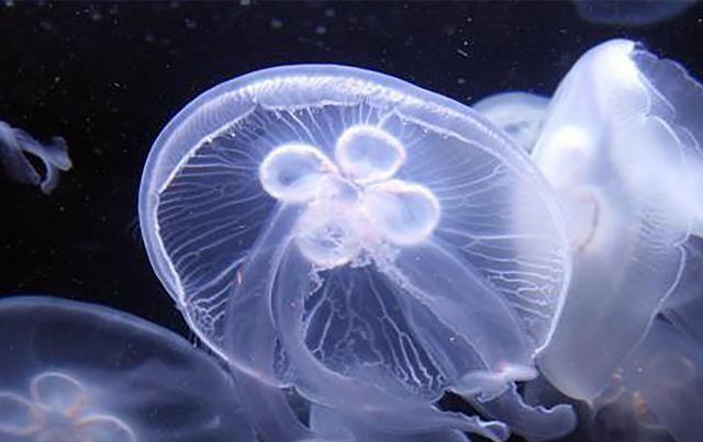 淡水里的水母,儿时适应能力极强