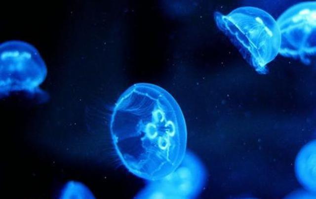 淡水里的水母,儿时适应能力极强