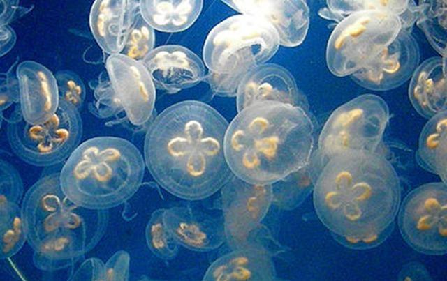 淡水里的水母,儿时适应能力极强