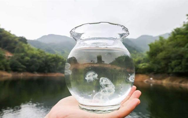 淡水里的水母,儿时适应能力极强