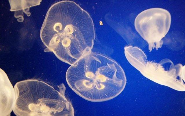 淡水里的水母,儿时适应能力极强
