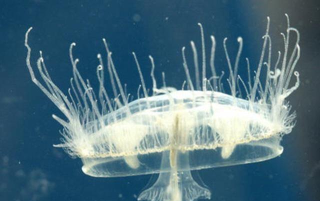 淡水里的水母,儿时适应能力极强
