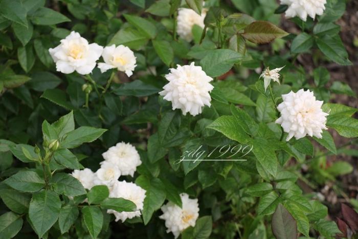 各品种夏花欣赏,美图来袭