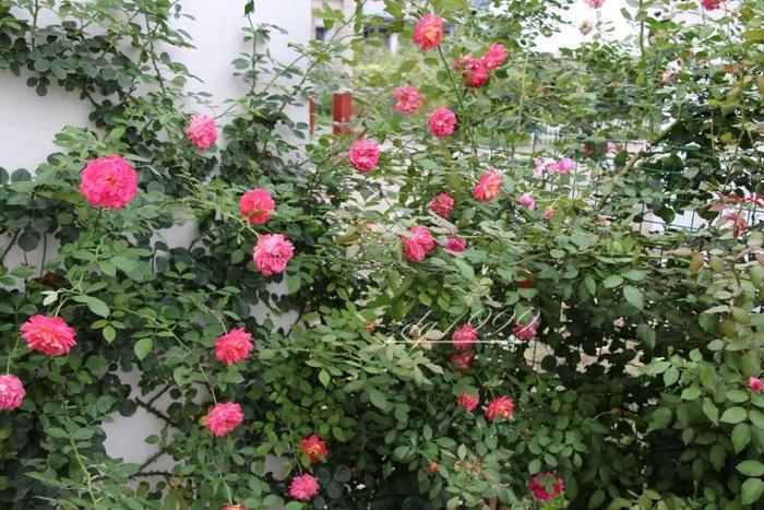 各品种夏花欣赏,美图来袭