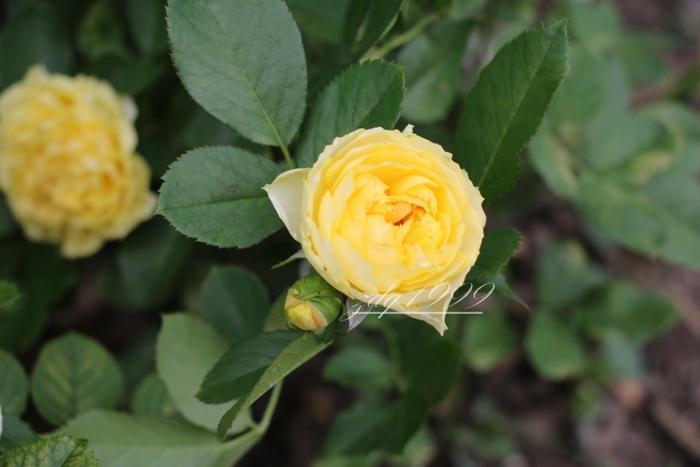 各品种夏花欣赏,美图来袭