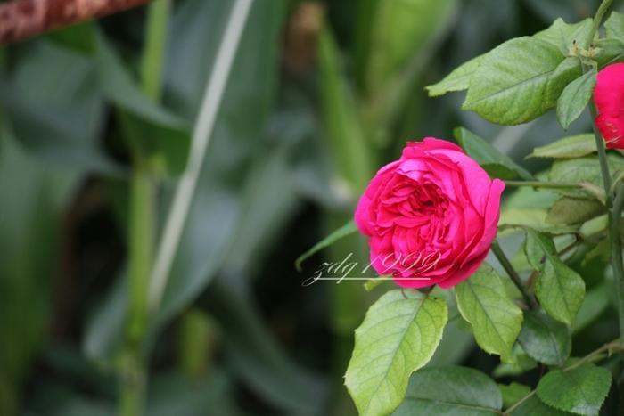 各品种夏花欣赏,美图来袭