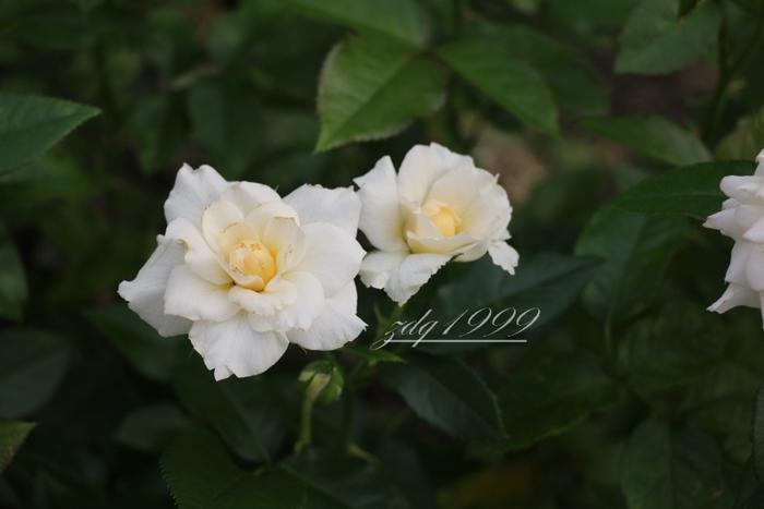 各品种夏花欣赏,美图来袭