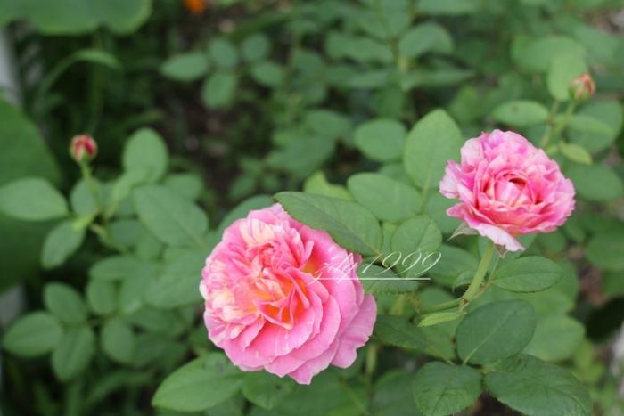 各品种夏花欣赏,美图来袭