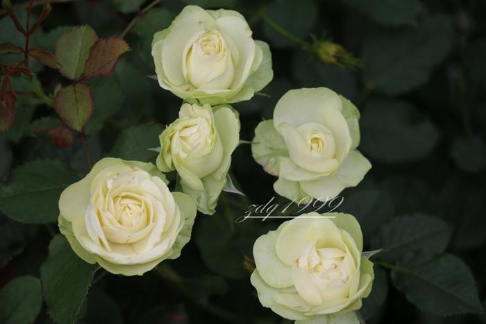 各品种夏花欣赏,美图来袭