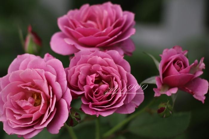 各品种夏花欣赏,美图来袭