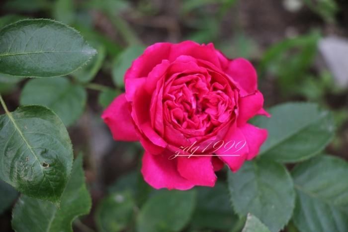 各品种夏花欣赏,美图来袭