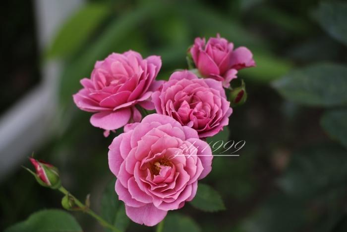 各品种夏花欣赏,美图来袭