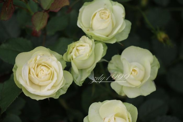 各品种夏花欣赏,美图来袭