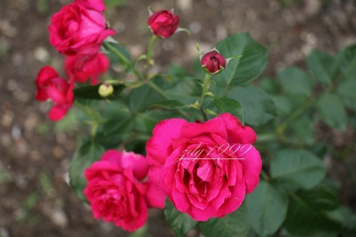 各品种夏花欣赏,美图来袭