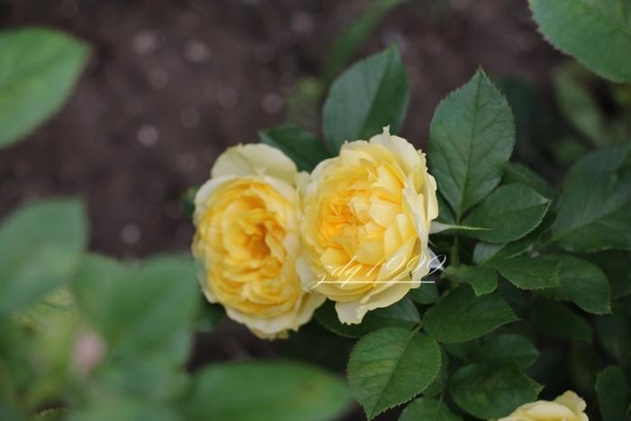 各品种夏花欣赏,美图来袭